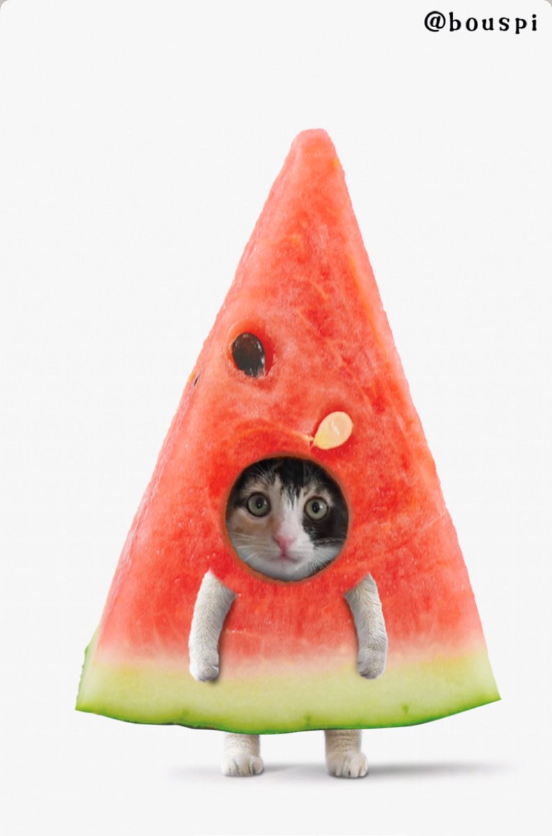 kimdoaeng's tweet image. 수박바 한 입 드실 분🍉

#입양문의는프로필링크참고❤️
#임보냥_퐁실 #입양홍보 #아기고양이