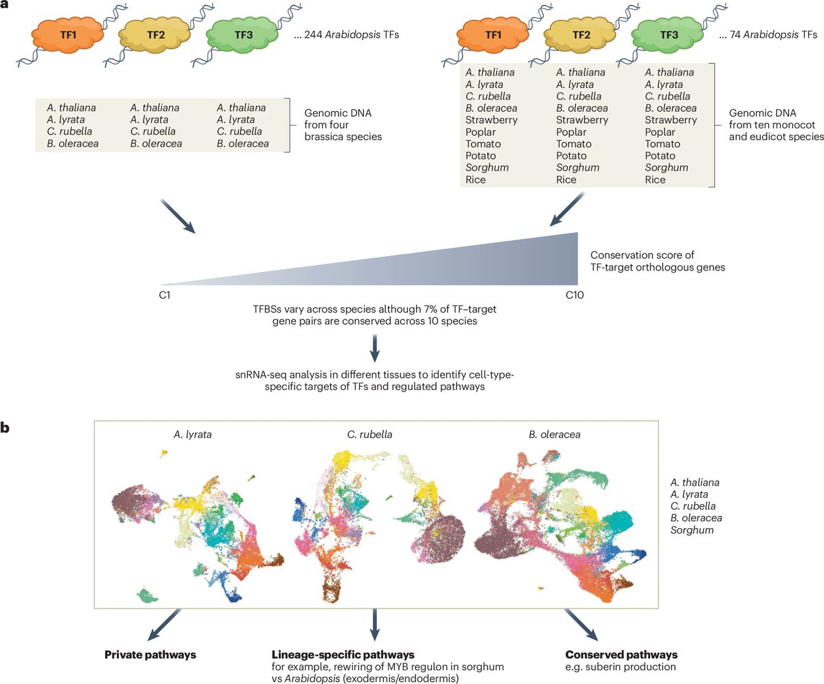 NaturePlants's tweet image. New Article: "Recruitment, rewiring and deep conservation in flowering plant gene regulation" rdcu.be/ew9ig
With N&V: "Gene regulation: A binding agreement" rdcu.be/ew9jn
Large-scale study of transcr. factor binding across multiple flowering plant species.
