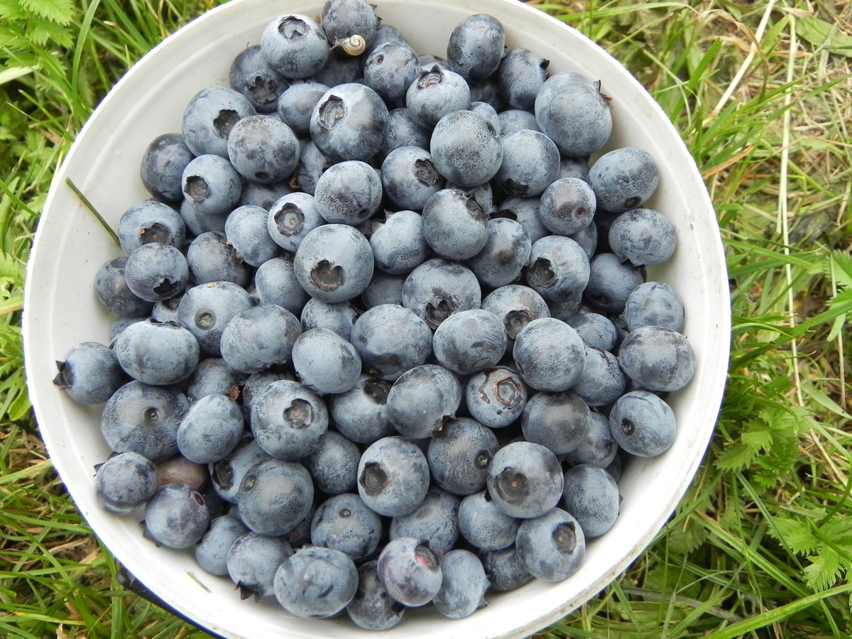 Blue berries season has started 😋😋plus raspberries. Wild cherries destroyed due to heavy rain, burst and molded. Rain actually saved loads of plants in my garden and helped peaches so much🥰🙏