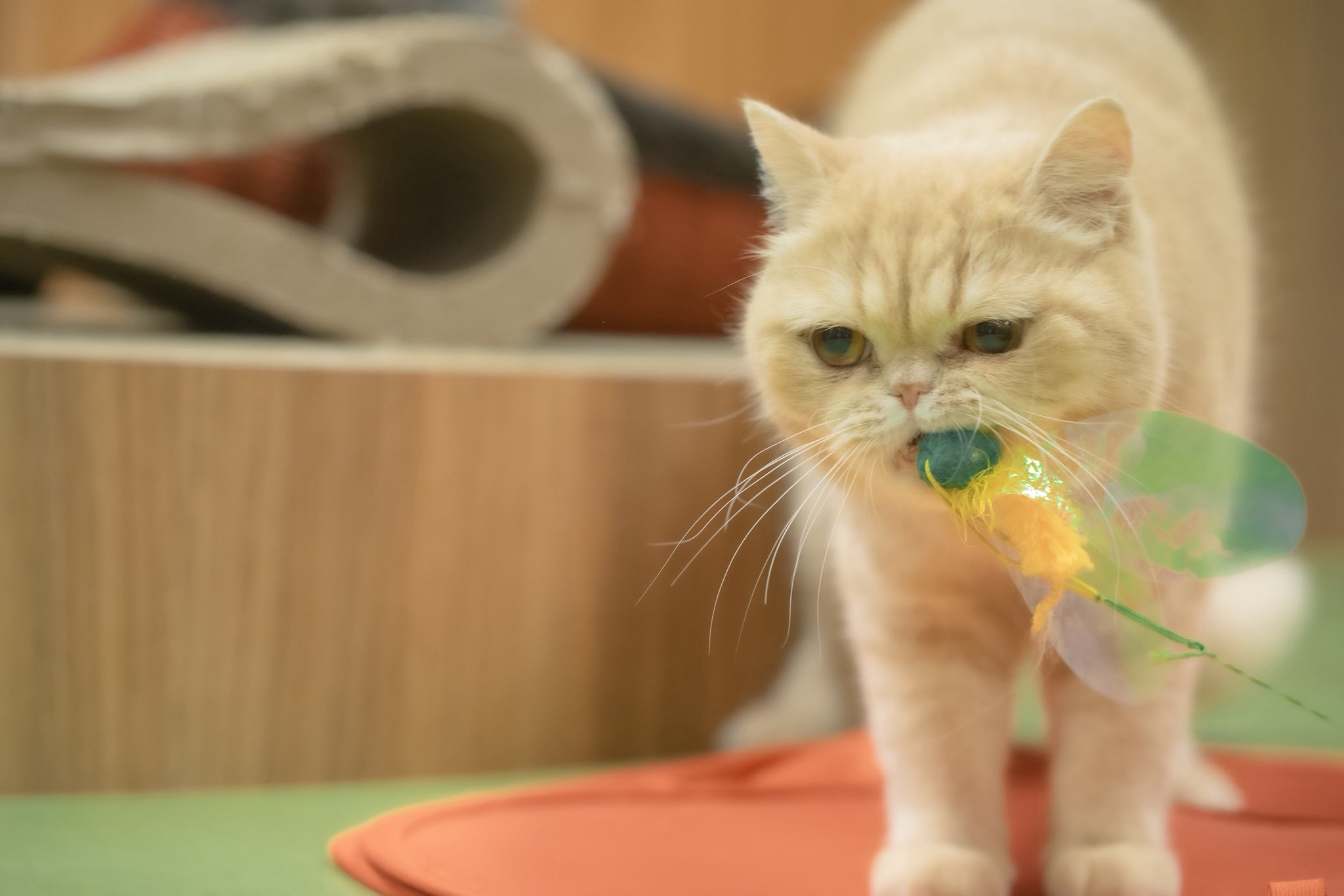 ねこじるしちくわ ぽん。いとう。 on X: 