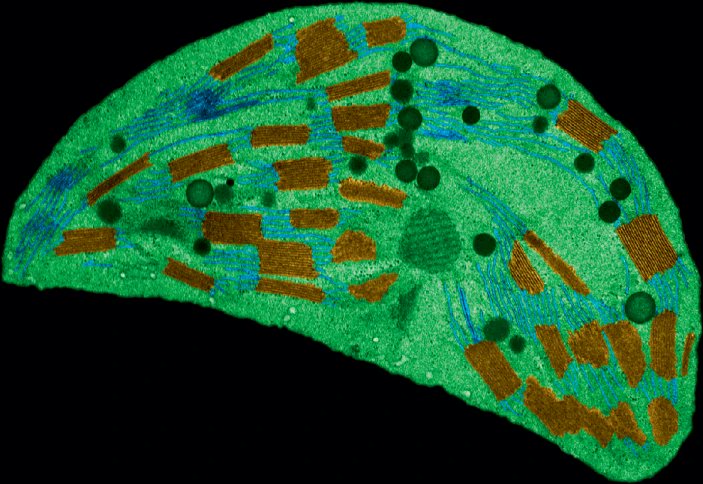 NaturePlants's tweet image. Our editors write:
- Climate change effects: Warming risks Tibetan meadow collapse rdcu.be/ew9mm
- Chloroplast division: ARC3 required for constriction rdcu.be/ew9mX
- Kleptoplasty: Edible second-hand solar panels rdcu.be/ew9ne