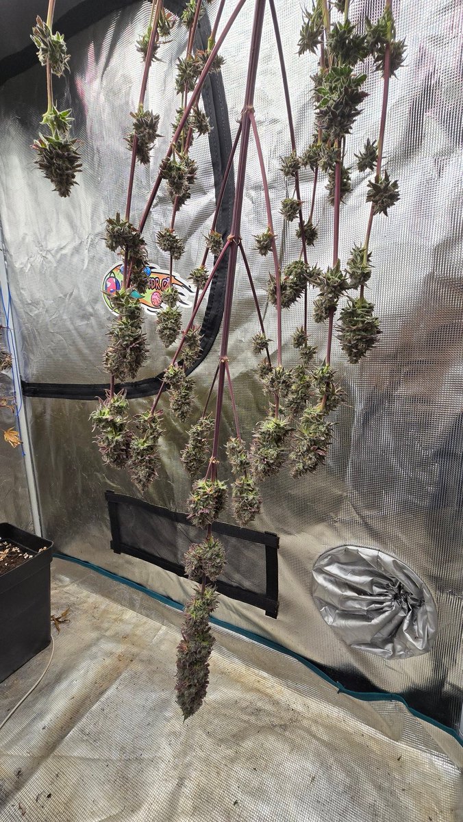 Sugar Bomb Punch <a href="/DutchPassion_/">Dutch Passion</a>