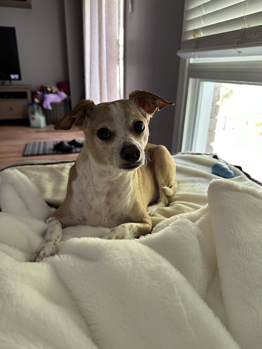 Good morning frens! It’s a sunny☀️ day and going to be comfortable at 23C. I’ve had my breakfast and been for walkies, now I’m comfy on the couch while Momma works in the home office. Have a great day and be safe 🐶