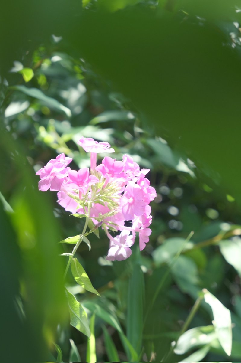 usudon_yama's tweet image. ｵﾔｽﾐﾅｻｲ ˎ₍•ʚ•₎ˏ⸝⋆