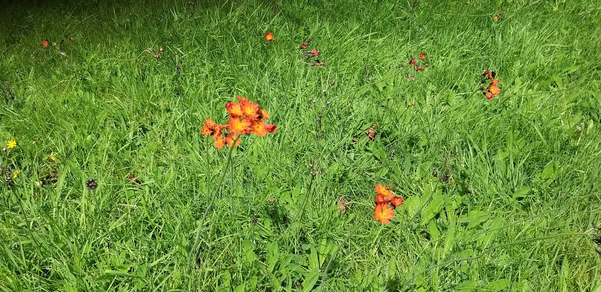 BardCumberland's tweet image. Orange hawkweed: one of my favourite non-native wildflowers. It grows in abundance in this area of Lakeland. In folklore, it's associated with the devil.
#folklore #wildflowers #lakedistrict