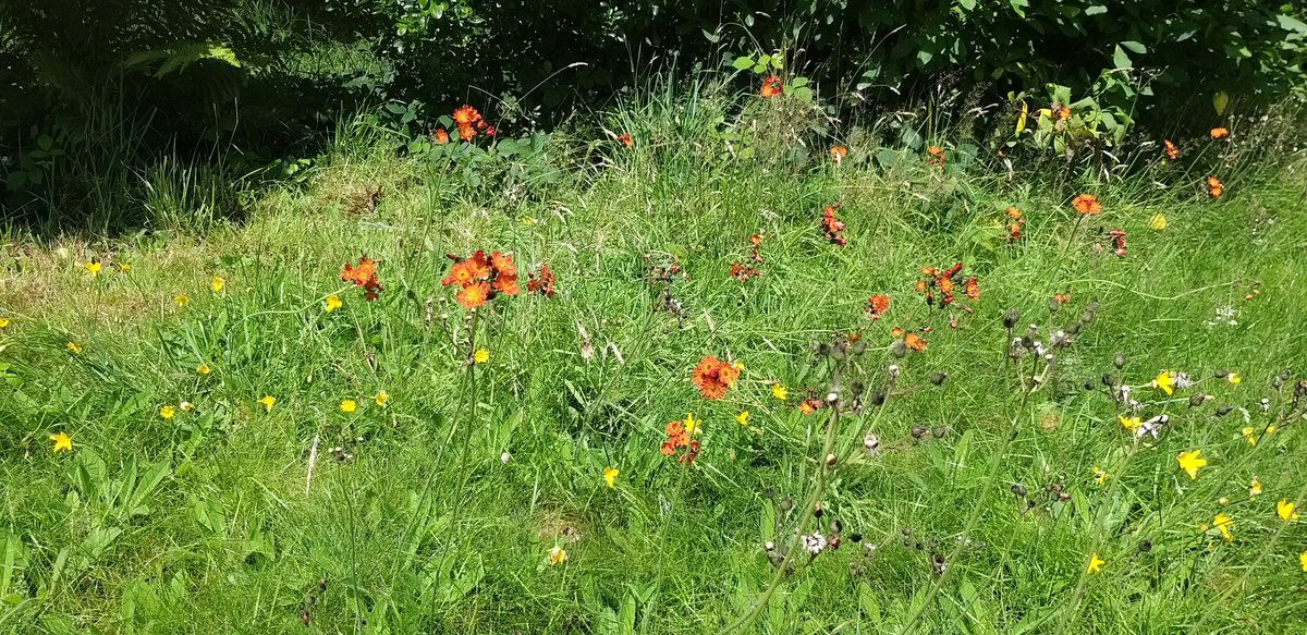 BardCumberland's tweet image. Orange hawkweed: one of my favourite non-native wildflowers. It grows in abundance in this area of Lakeland. In folklore, it's associated with the devil.
#folklore #wildflowers #lakedistrict