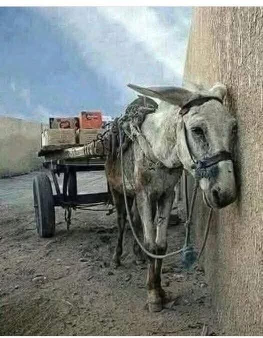 Animals may suffer in silence, their cries and prayers echoing only within their hearts. Yet, they remain deserving of our deepest gratitude and praise. As sensitive beings and a profound blessing to humankind, animals enrich our lives in countless ways.