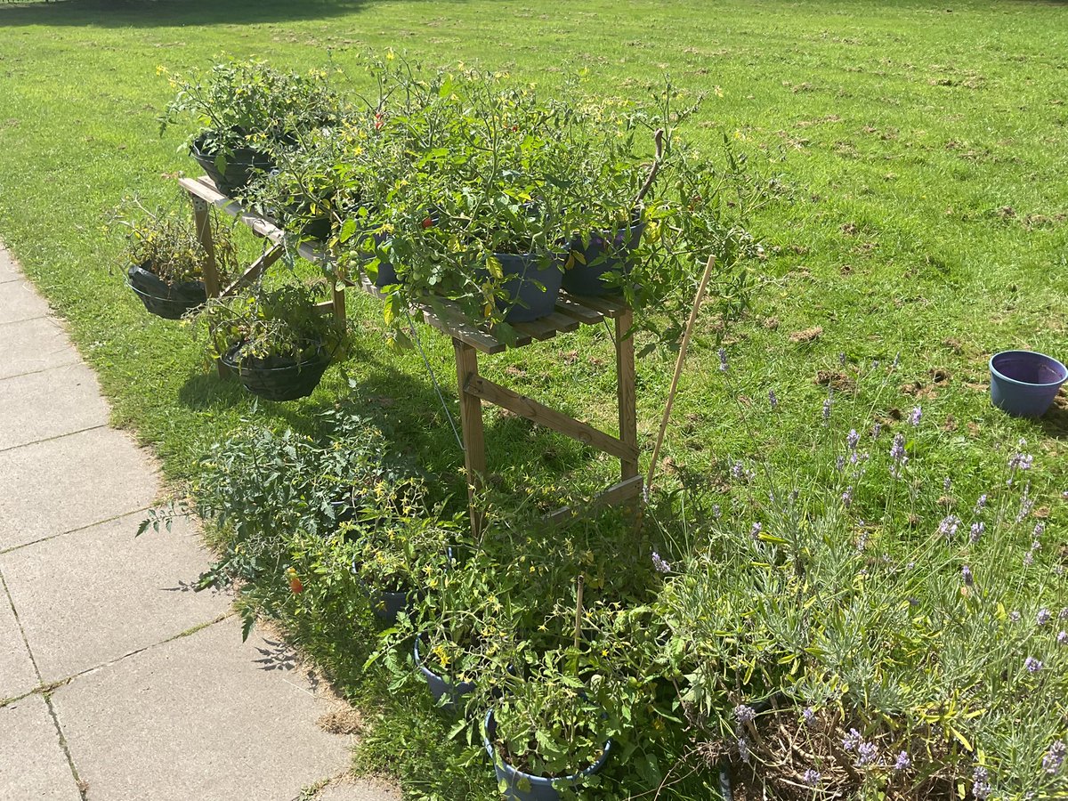 Andrew Clark (@mrcstjames) on Twitter photo Preparing for the summer #gardeningclub produce sale! <a href="/StJamesYear6/">Chorley St James Year 6</a> <a href="/StJamesChorley/">Chorley St James</a> Preparing for the summer #gardeningclub produce sale! <a href="/StJamesYear6/">Chorley St James Year 6</a> <a href="/StJamesChorley/">Chorley St James</a>