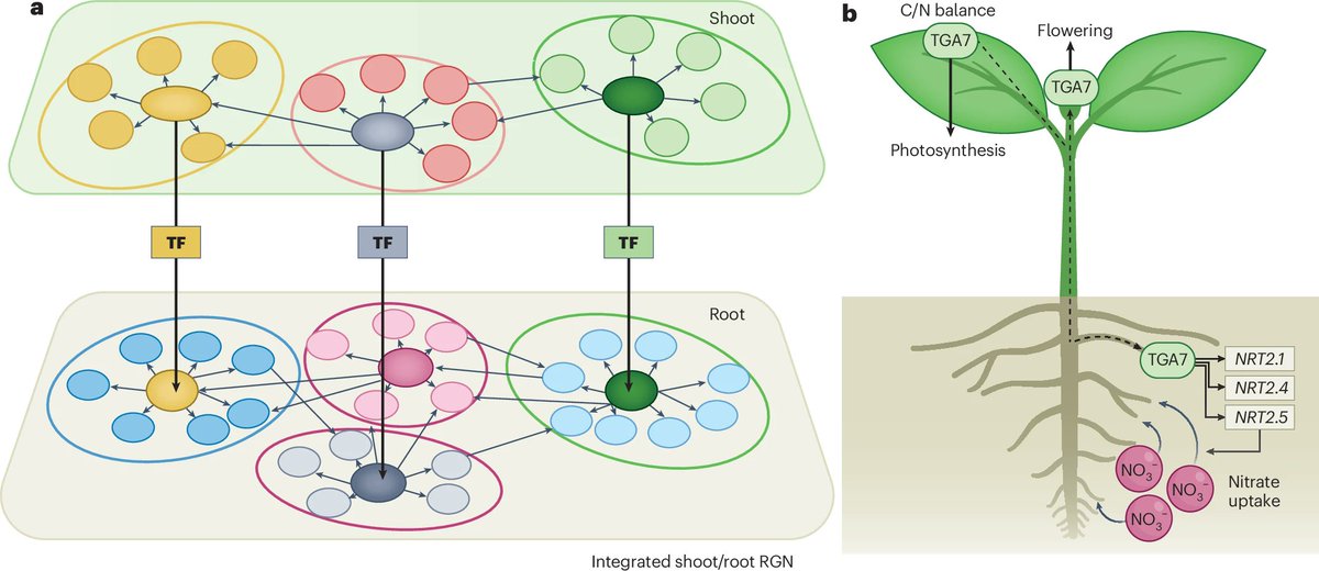 NaturePlants's tweet image. New Article: "Trans-organ analysis of co-expression networks reveals a mobile long-distance regulator that balances shoot & root development in Arabidopsis" rdcu.be/ew9oS
With N&V: "A mobile TF coordinates systemic responses to N deficiency" rdcu.be/ew9qe