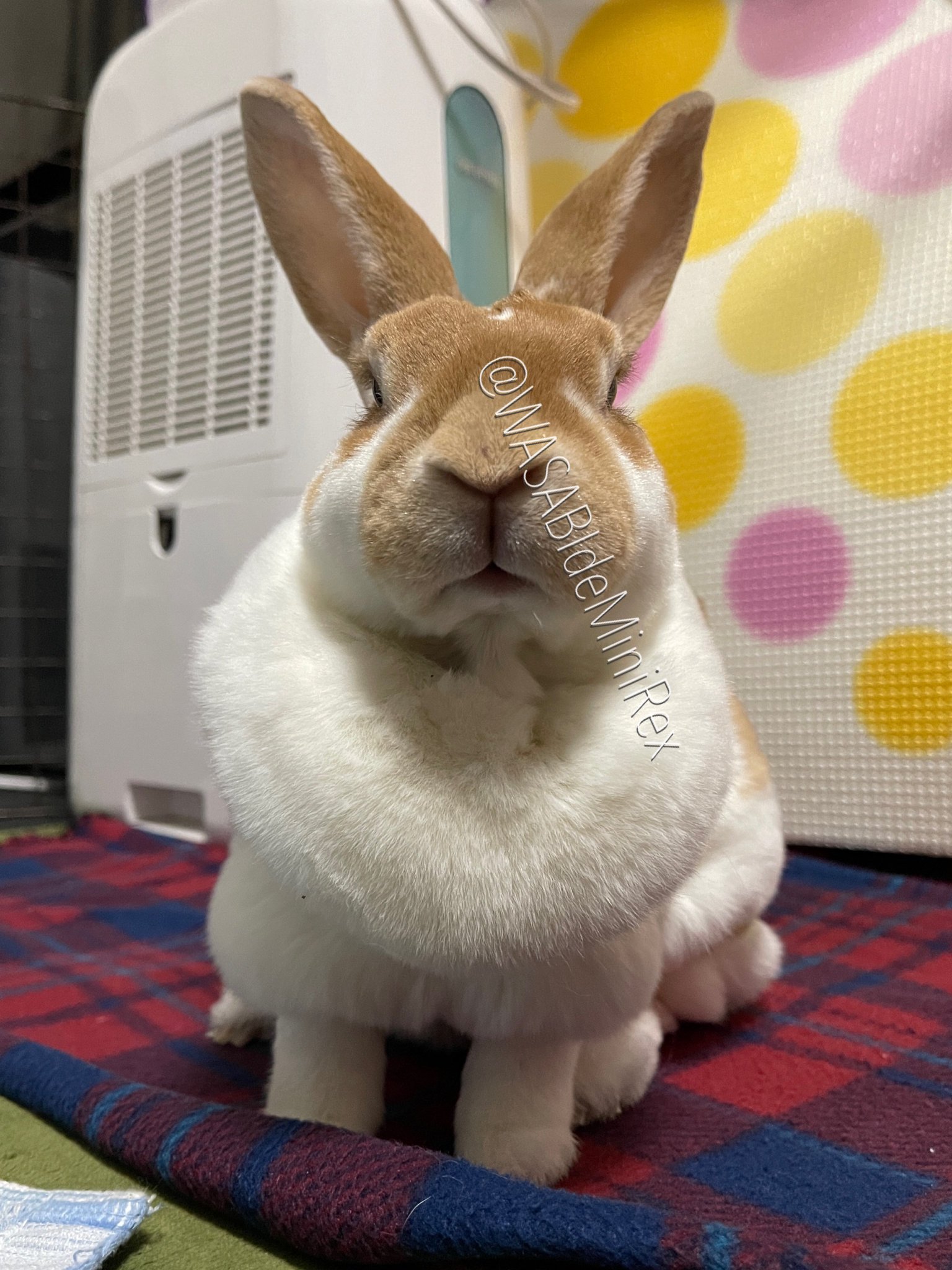 うさぎわさびc(⌒(_U・ω・U)_ on X: 