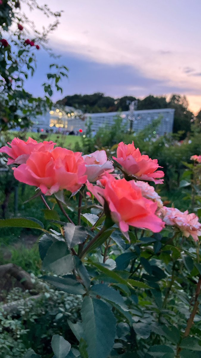 tigger_maze's tweet image. 神代植物園の大温室夜間公開行ってサガリバナ見てきた！
夜の植物園もいいものですね✨