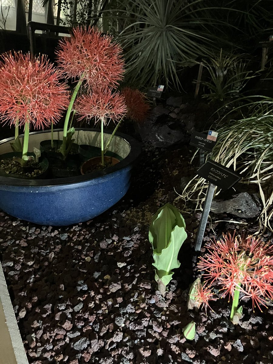 tigger_maze's tweet image. 神代植物園の大温室夜間公開行ってサガリバナ見てきた！
夜の植物園もいいものですね✨