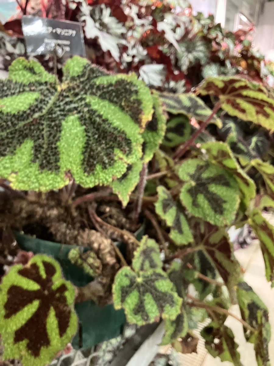 tigger_maze's tweet image. 神代植物園の大温室夜間公開行ってサガリバナ見てきた！
夜の植物園もいいものですね✨