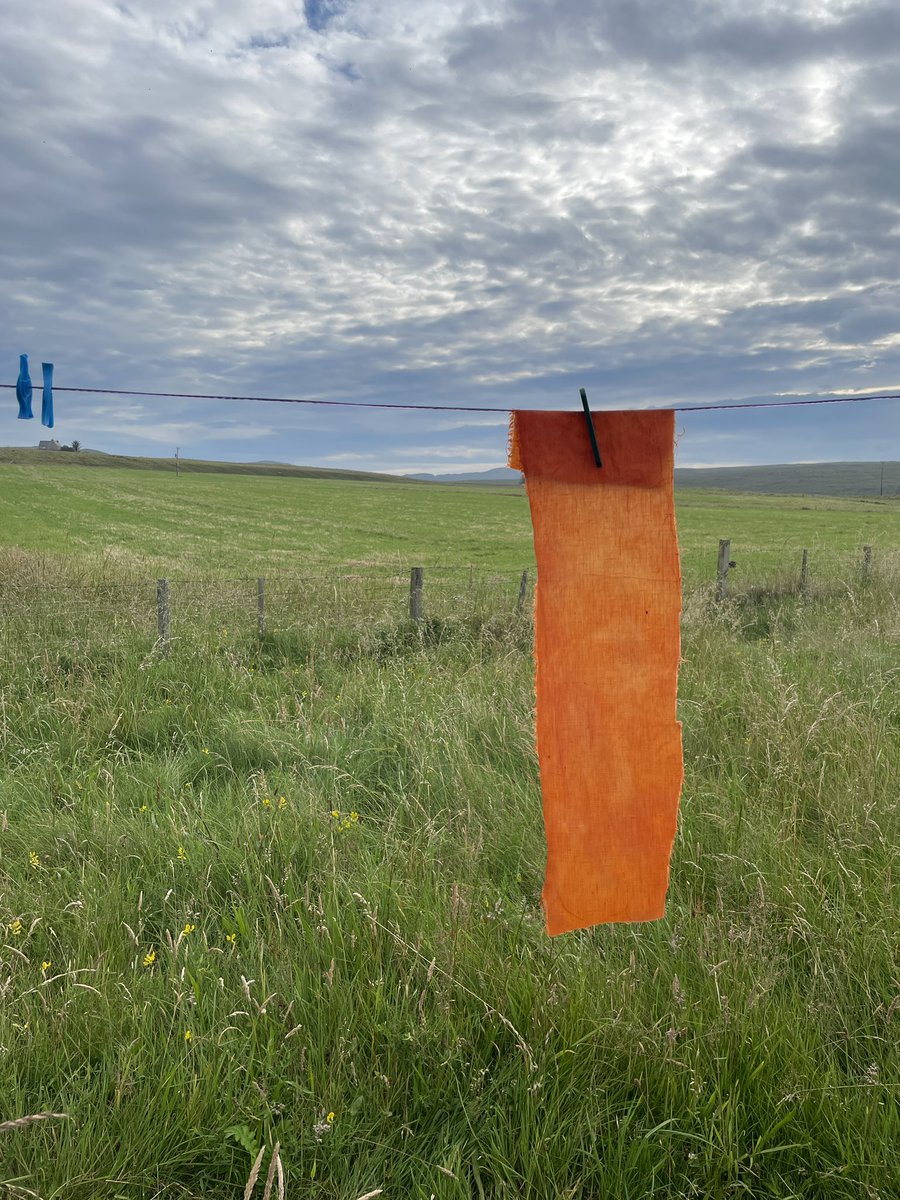 A handful of coreopsis flower deadheads, a sliver of mordanted linen and a day of steeping. Easy plant dyeing. Uneven because I didn’t stir the pot but that colour!
