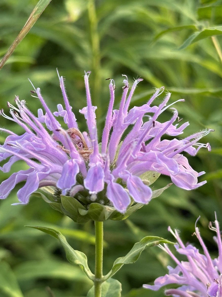 astro_eyes's tweet image. Wild flowers