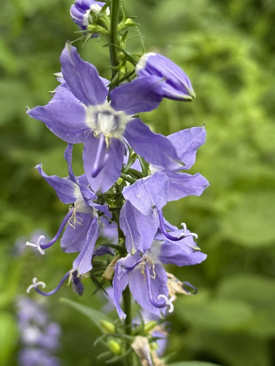 astro_eyes's tweet image. Wild flowers