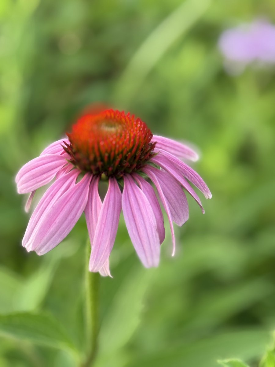 astro_eyes's tweet image. Wild flowers