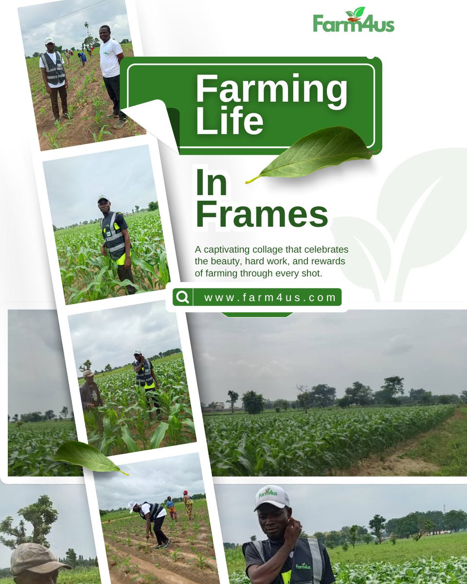 Farm4usAgric's tweet photo. Dive into the heart of agriculture with "Farming Life In Frames"! 

This captivating collage beautifully captures the beauty, dedication, and rewards that come with every hard day on the farm. https://t.co/cW7P1RXNVR