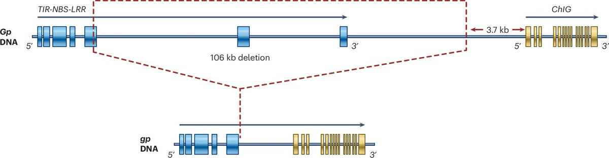 NaturePlants's tweet image. News & Views: "Beyond the identification of Mendel’s genes" rdcu.be/ew9sb
Recent ID of the molecular basis of Mendel’s remaining three traits and demonstration that the genes concerned are major contributors to phenotypic variation in pea.
See rdcu.be/ew9tb