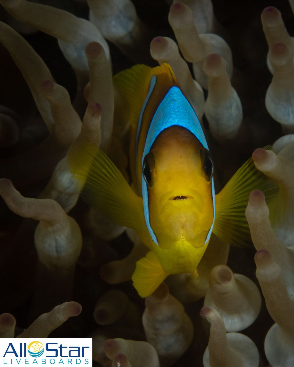 Oh Hi! Hope you are having a lovely day!!! 🐟🐠🐙

~Red Sea

#allstarliveaboards #redsea #egypt #allstarscubascene #nemo #anemonefish #hithere #hello #thisisegypt #diveholiday #scuba #liveaboard #buceo #redseadiving #underwater #underwaterphotography