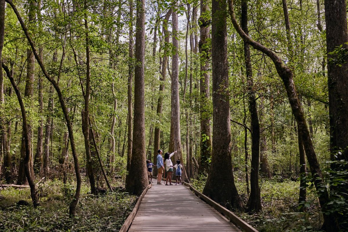 LakeMurrayCtry's tweet image. This summer, explore the wonders of Congaree National Park where ancient trees tower overhead and every turn reveals a new reason to slow down and look around.
📸 @Discover_SC
#TopSouthernDestination #LakeMurrayCountry #DiscoverSC #CongareeNationalPark