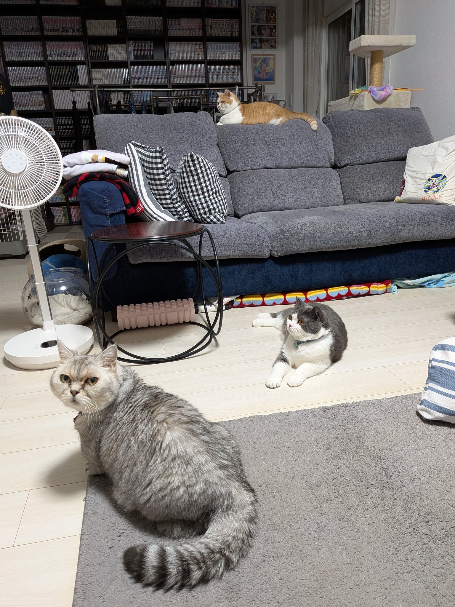 【中古】 なごみの猫ばなし ２０１５年あったか冬号/メディアックス 中古】 なごみの猫ばなし 2015年あったか冬号/メディアックス