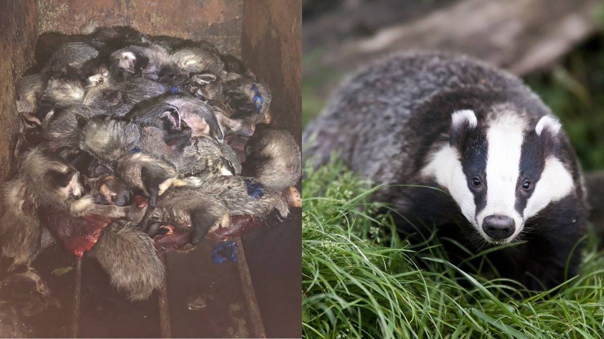 ProtectTheWild_'s tweet image. Dumped like trash. This is the reality of the badger cull where thousands of these animals are slaughtered in futile attempts to stop the spread of TB.