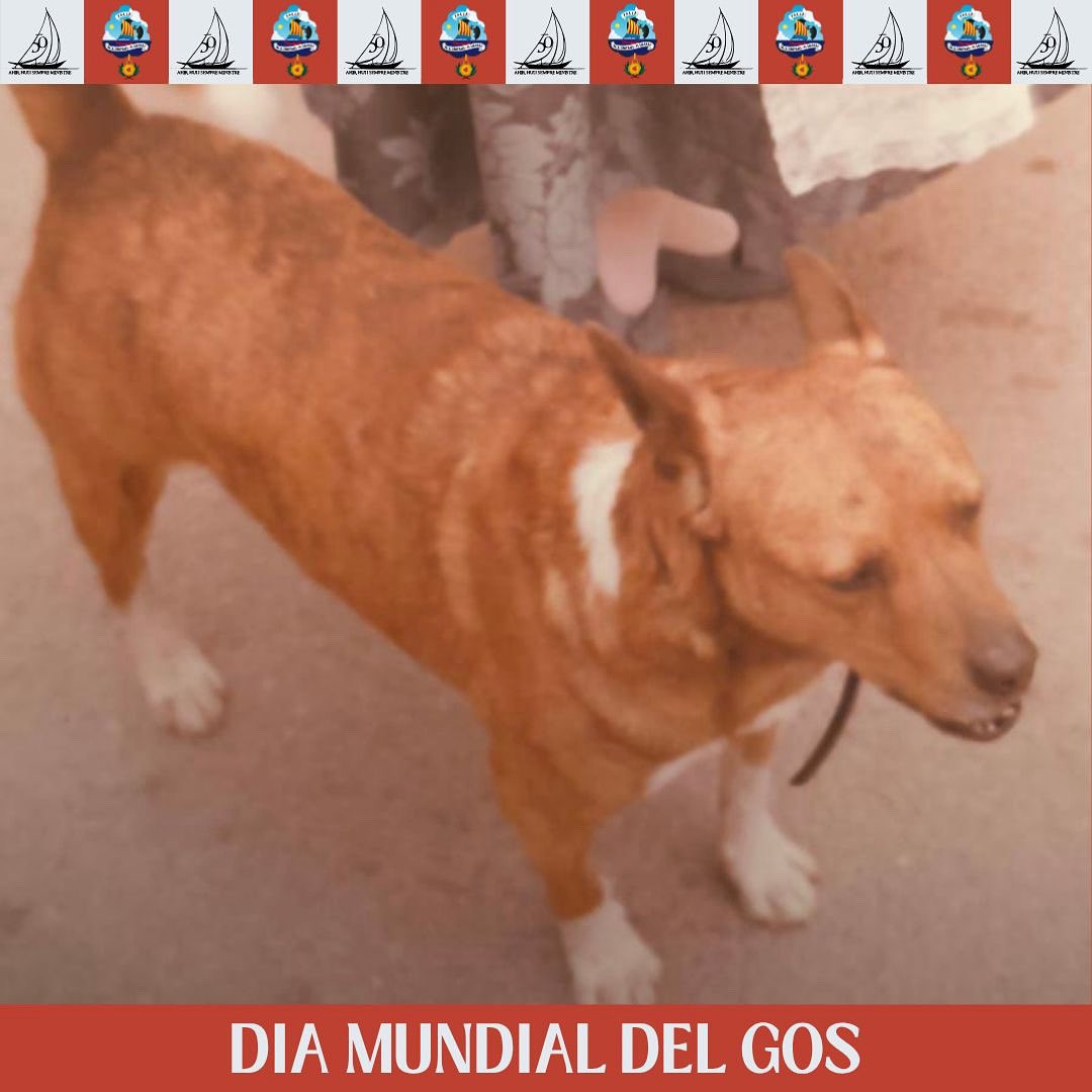En el #diamundialdelgos no podíem oblidar-nos d’ell. El gos de carrer més faller del món. ❤️‍🔥🐕

CARTUCHO era un membre més de la nostra Comissió i així el recordarem sempre. Aprofitem per a demanar-vos fotos tan simbòliques com esta. ❤️🎞️

Quins records tens tú de Cartucho???? 🌈