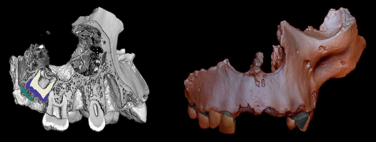 CENIEH's tweet image. #ICTSNews
How a supposedly non-destructive technique may erase crucial information in fossils

+info: cenieh.es/en/press/news/…
