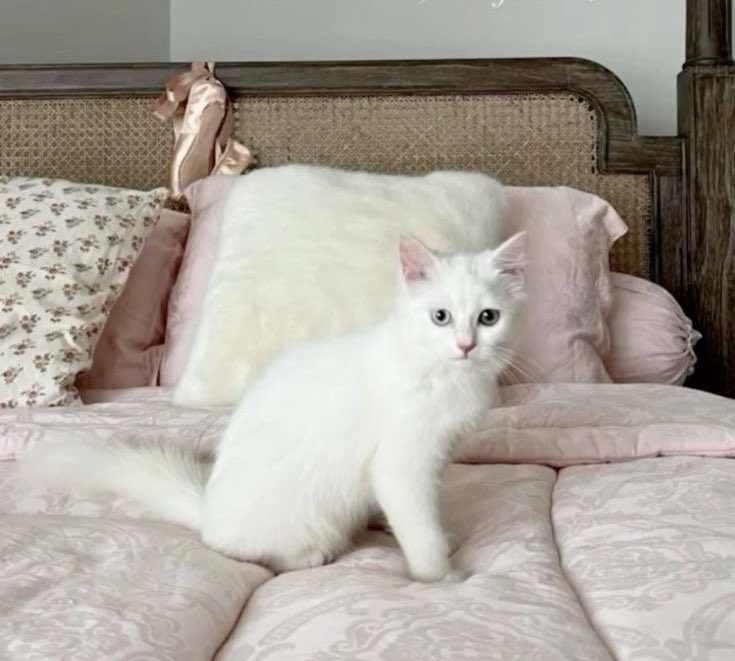 𝓇𝑜𝓈𝒾𝑒 (@rosierpearl) on Twitter photo 