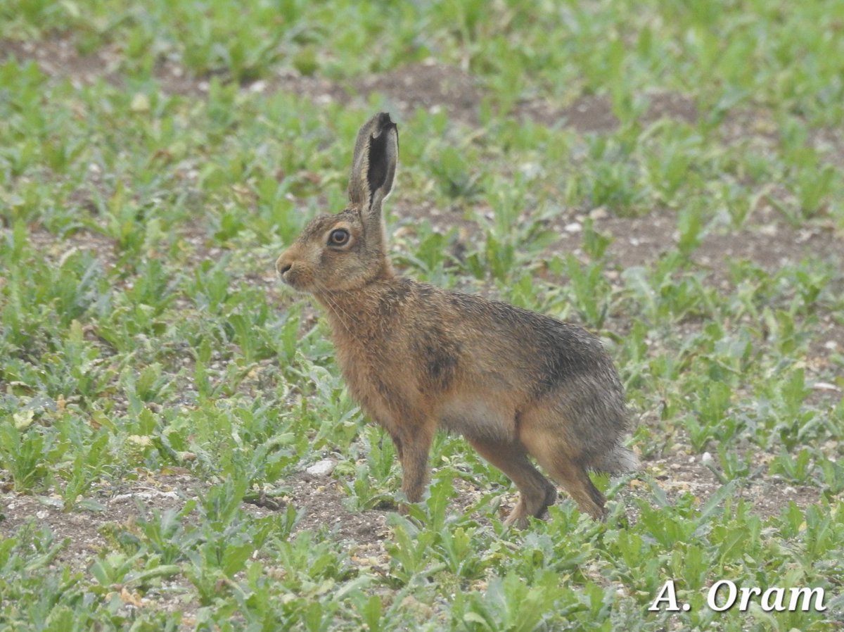 Hares here, there, and everywhere by Winterbourne Down yesterday. The first ones I've ever seen. 😁