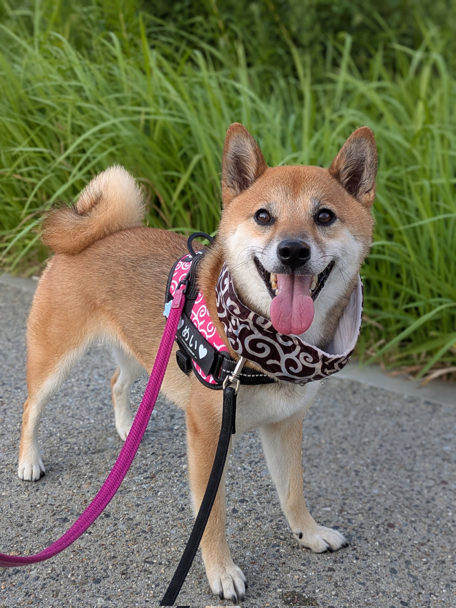 酢飯様　ご購入おまとめページ　４点　柴犬さん　メイちゃん　他 術後の柴犬、進展ありました。 - YouTube