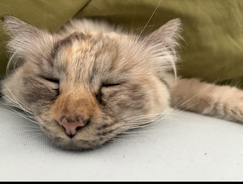 cats with powerful impression 🐾 tweet media