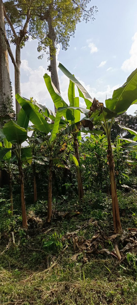 AbiluTangwa's tweet image. Five reasons why every farm should have economic trees:
1.Diversified Income Streams
Economic trees, such as fruit trees (e.g., mango, citrus) or timber trees (e.g., teak, mahogany), provide additional revenue sources. They allow farmers to earn income from tree products like…