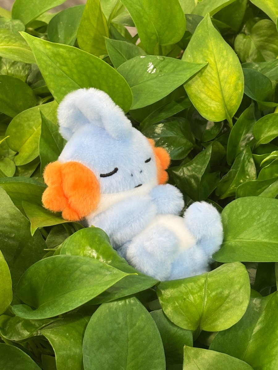 Idplayer2333's tweet image. 🌱 Resting in green leaves.
🛒 puffo.net/product/mudkip…
#pokemon #pokémonMerch #plush #plushie #pokemongirl #pokemonplush #mudkip
