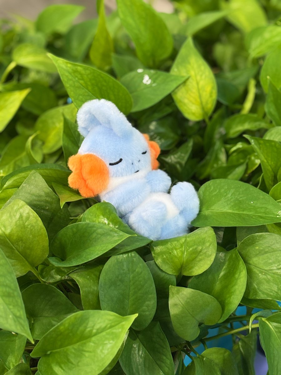 Idplayer2333's tweet image. 🌱 Resting in green leaves.
🛒 puffo.net/product/mudkip…
#pokemon #pokémonMerch #plush #plushie #pokemongirl #pokemonplush #mudkip