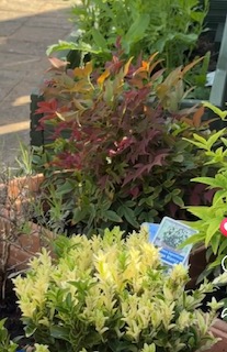 EPUTNHS's tweet image. A big thank you to Perrywood garden centre for helping young people receiving care at our ward in Rochford who are creating a patio garden.
It will give them a space to enjoy and somewhere to grow plants and vegetables.
Find out more: eput.nhs.uk/news/young-peo…