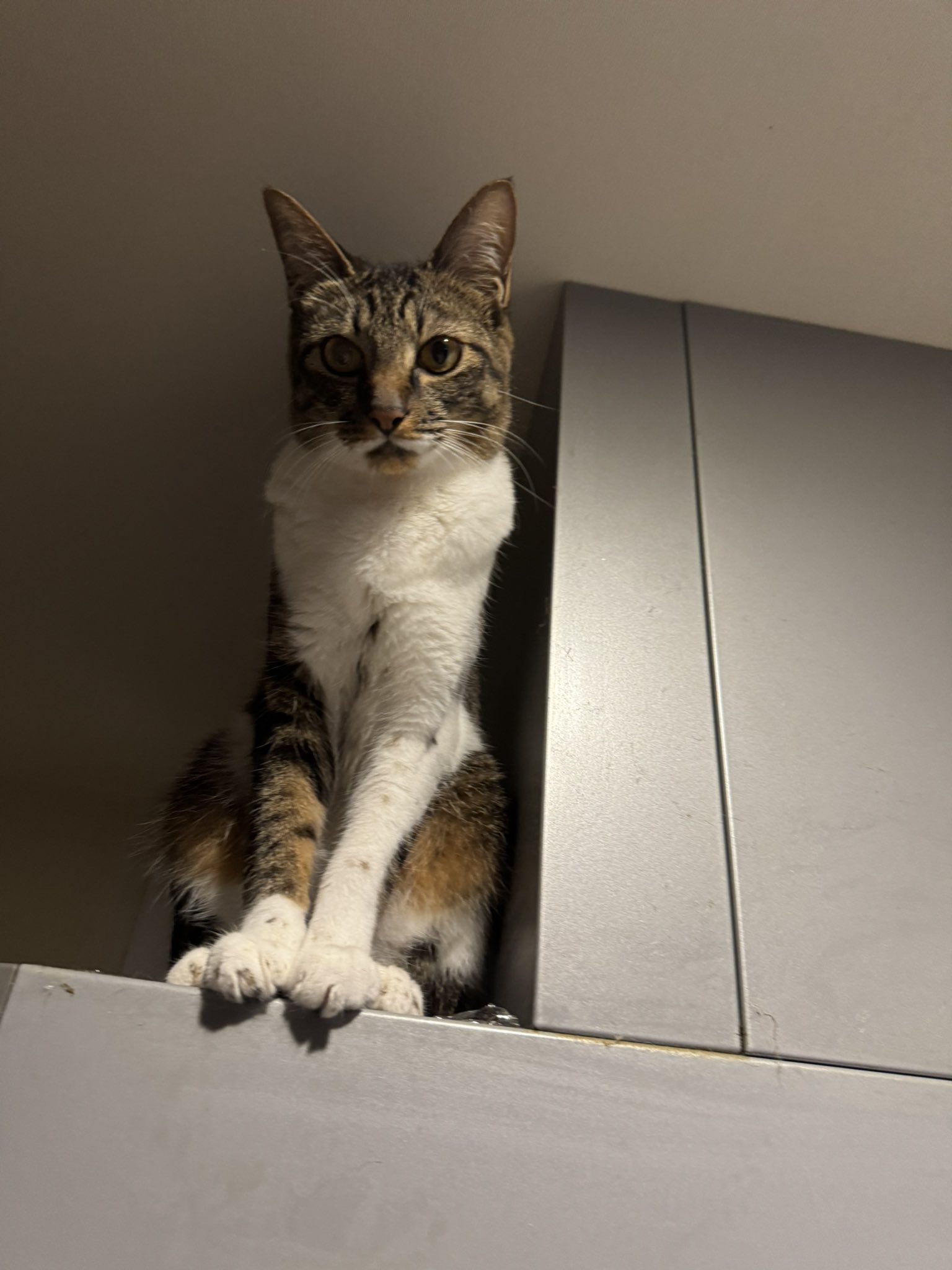 ★cat★保護猫活動支援様 M3334★ 注染浴衣 ★ 裄長ゆったり　吉原繋ぎ 猫服 術後服 | くまさんドット柄の猫用術後服 術後服|猫服専門