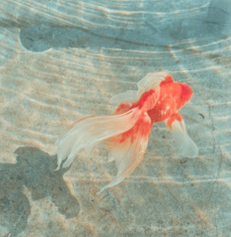 _britteddy's tweet image. ⠀⠀⠀⠀

แพดดิงตันไม่เชิงเกลียดพวกมัน เขาผ่านช่วงนั้นมาแล้ว และอยู่ร่วมกันได้ , แต่ในบางครั้ง ... แค่ครั้งเล็กๆ เมื่อความสดใสถดลง เขายืนอยู่หน้าส่องกระจก เห็นรอยปริเผยออ้าข้างลำคอทั้งสองฝั่ง ซี่แปรงเล็กๆอย่างเหงือกปลาได้ถนัดนั้น เขาก็อดคิดไม่ได้ว่าถือเป็นสิ่งน่าแขยงหรือไม่

↣