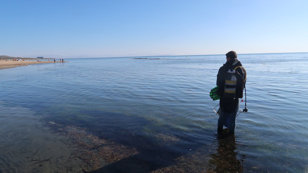 Instituto de Ecología Litoral (@ecologialitoral) on Twitter photo ¿Sabías que en Guardamar del Segura también hay fanerógamas marinas? Aunque los fondos de este municipio se caracterizan por sus grandes bancos de arena, hay reductos donde podemos encontrar matas de Posidonia.
<a href="/Guardamar_Ayto/">Guardamar Ayto</a> ¿Sabías que en Guardamar del Segura también hay fanerógamas marinas? Aunque los fondos de este municipio se caracterizan por sus grandes bancos de arena, hay reductos donde podemos encontrar matas de Posidonia.
<a href="/Guardamar_Ayto/">Guardamar Ayto</a>