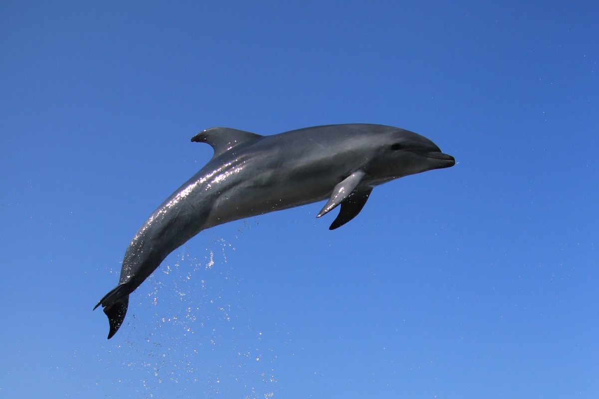 seadonut's tweet image. なつやすみだーーーー！🐬☀️✨