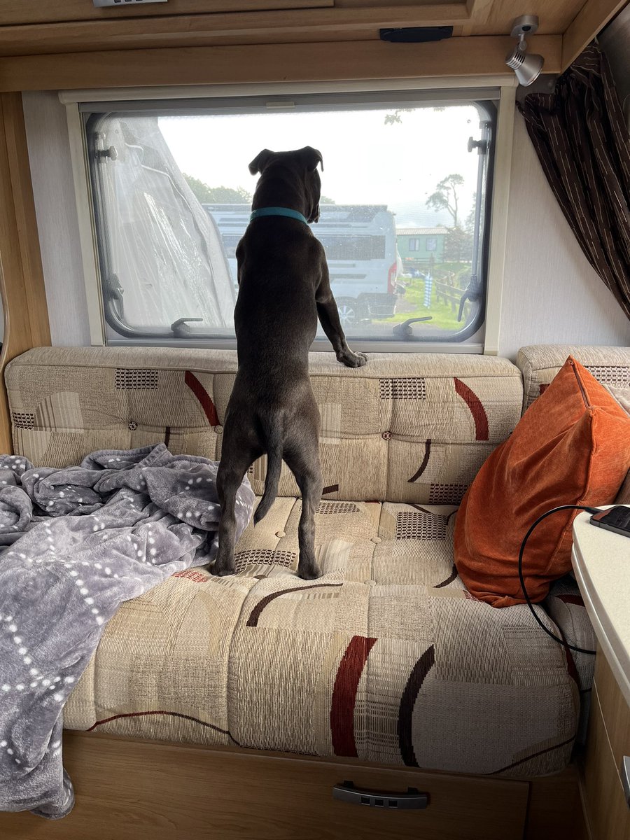 orlafer's tweet image. Rabbit spotting 🤣