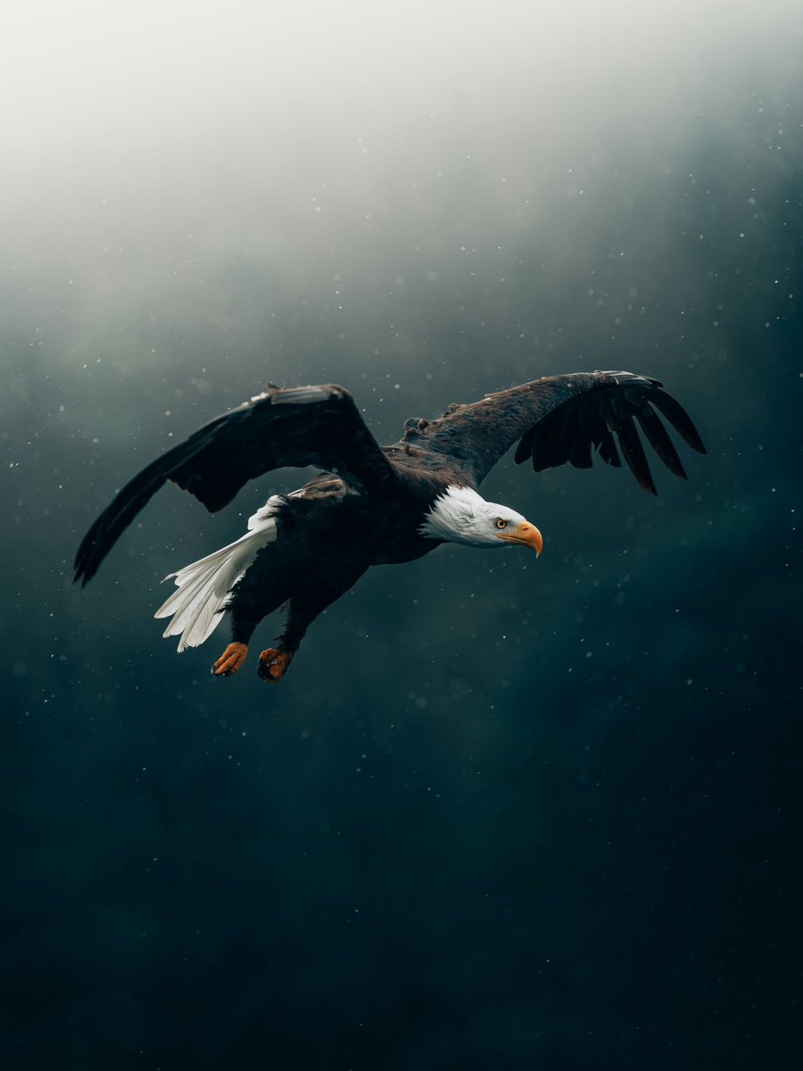 Freedom, Strength, Courage and independence 🇺🇸🦅