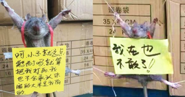 AmanthiRan4's tweet image. Animal cruelty or sadism?
China’s animal cruelty and atrocities against ethnic minorities are indefensible. Why tolerate the CCP’s sadistic abuses? Demand accountability now! #CCPExposed #HumanRightsMatter @PhaedraXTeddy @samesama03