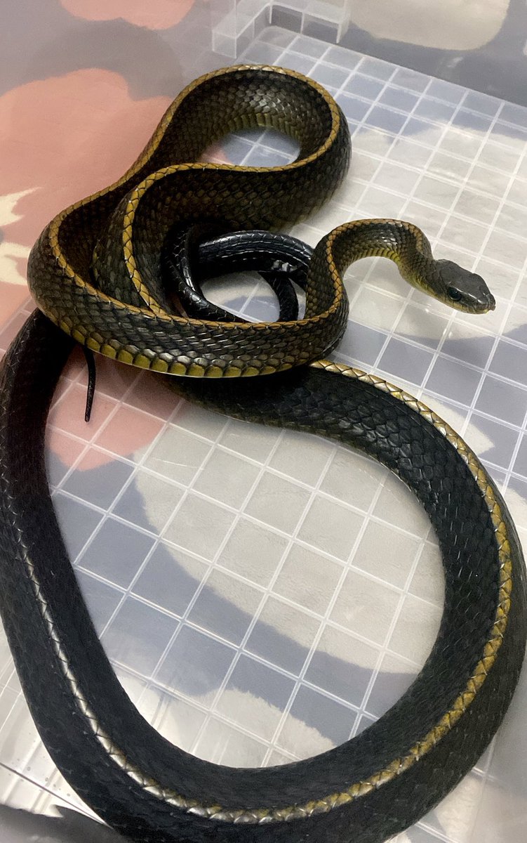 snake_parman's tweet image. エサ食べた(∩´∀｀)∩