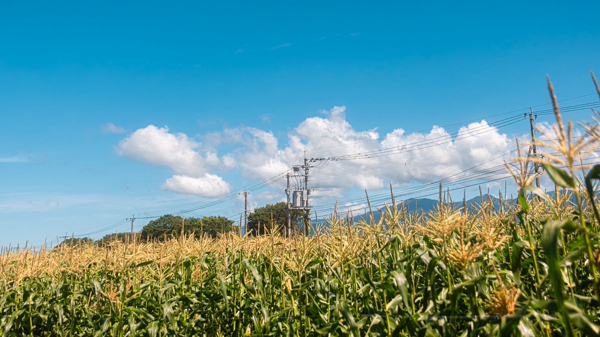 いつかゲ謎の冒頭で💧が歩いたﾅｸﾞﾗ村の様な景色を撮っていきたい
とうもろこし畑はそういう気持ちで撮ってた🥲💦
