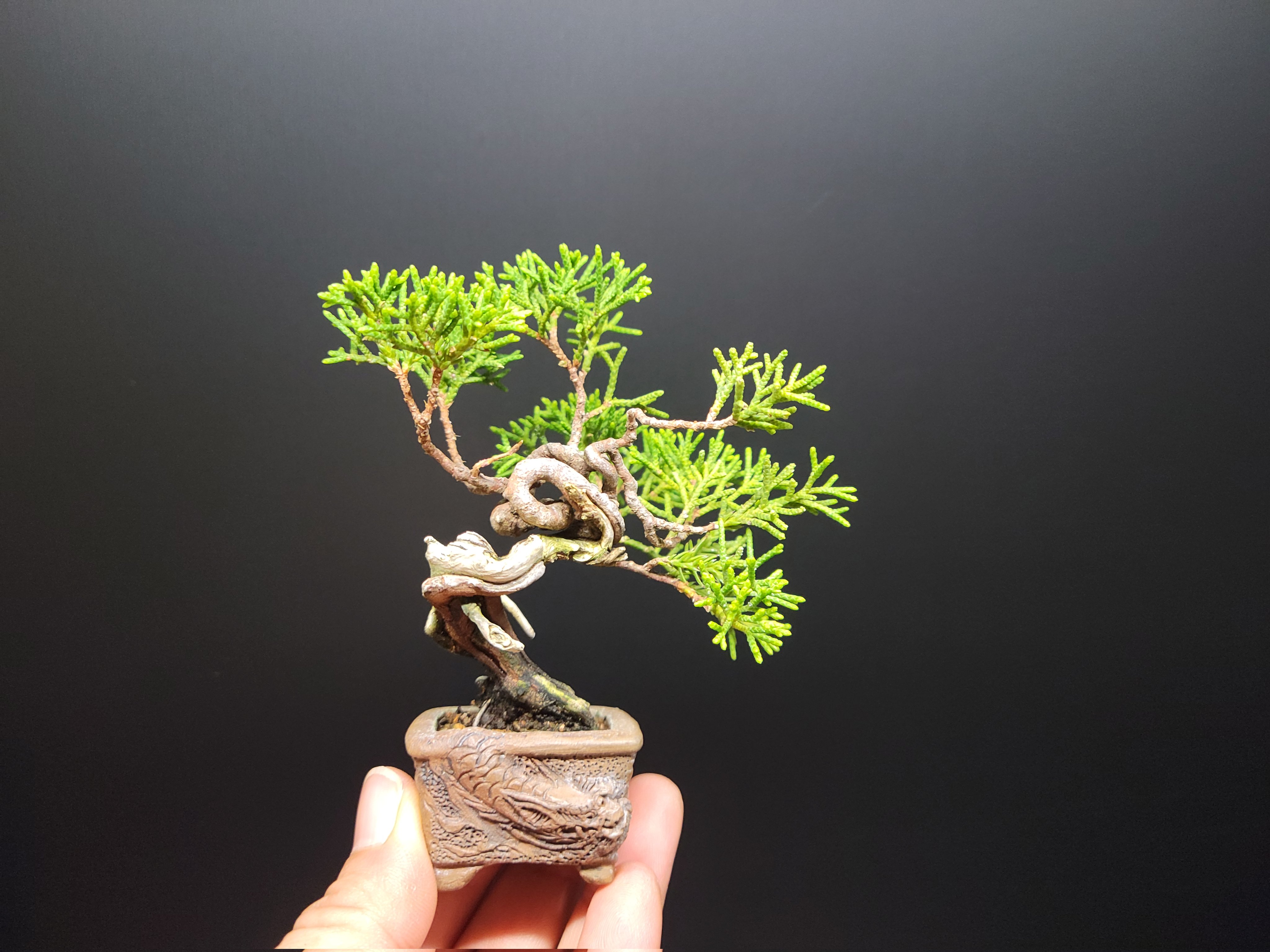 中品 欅盆栽】真柏… ☆Lisbeth様 7/20～21日引き取り❗ 真柏 - Search / X