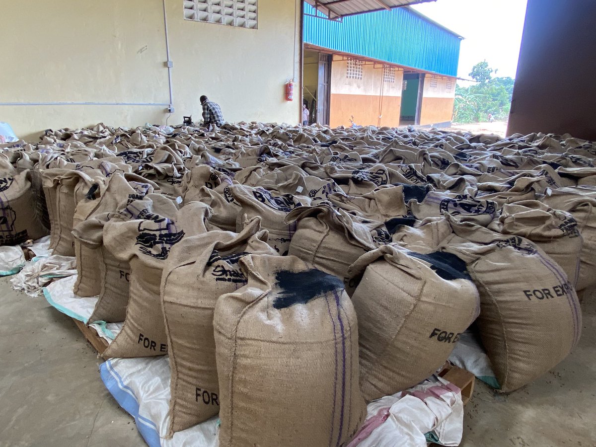 Muganzisecure's tweet image. After a long weekend’s work finally our consignment is ready to go to Italy as we intend to set the trend as a youth led company that produces and exports high quality premium coffee from Uganda to the globe 🌍 and yes we take pride in being youth led and centered