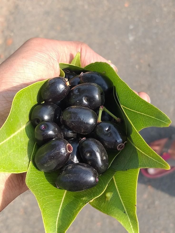 𝗣𝗮𝗿𝘃𝗲𝘀𝗵 𝗖𝗵𝗮𝘂𝗱𝗵𝗮𝗿𝘆 (@cha97973) on Twitter photo जिसके यहां इसे टमाटर बोला जाता है वह लोग मुझे फॉलो करें फॉलो बैक देने की जिम्मेदारी मेरी जिसके यहां इसे टमाटर बोला जाता है वह लोग मुझे फॉलो करें फॉलो बैक देने की जिम्मेदारी मेरी