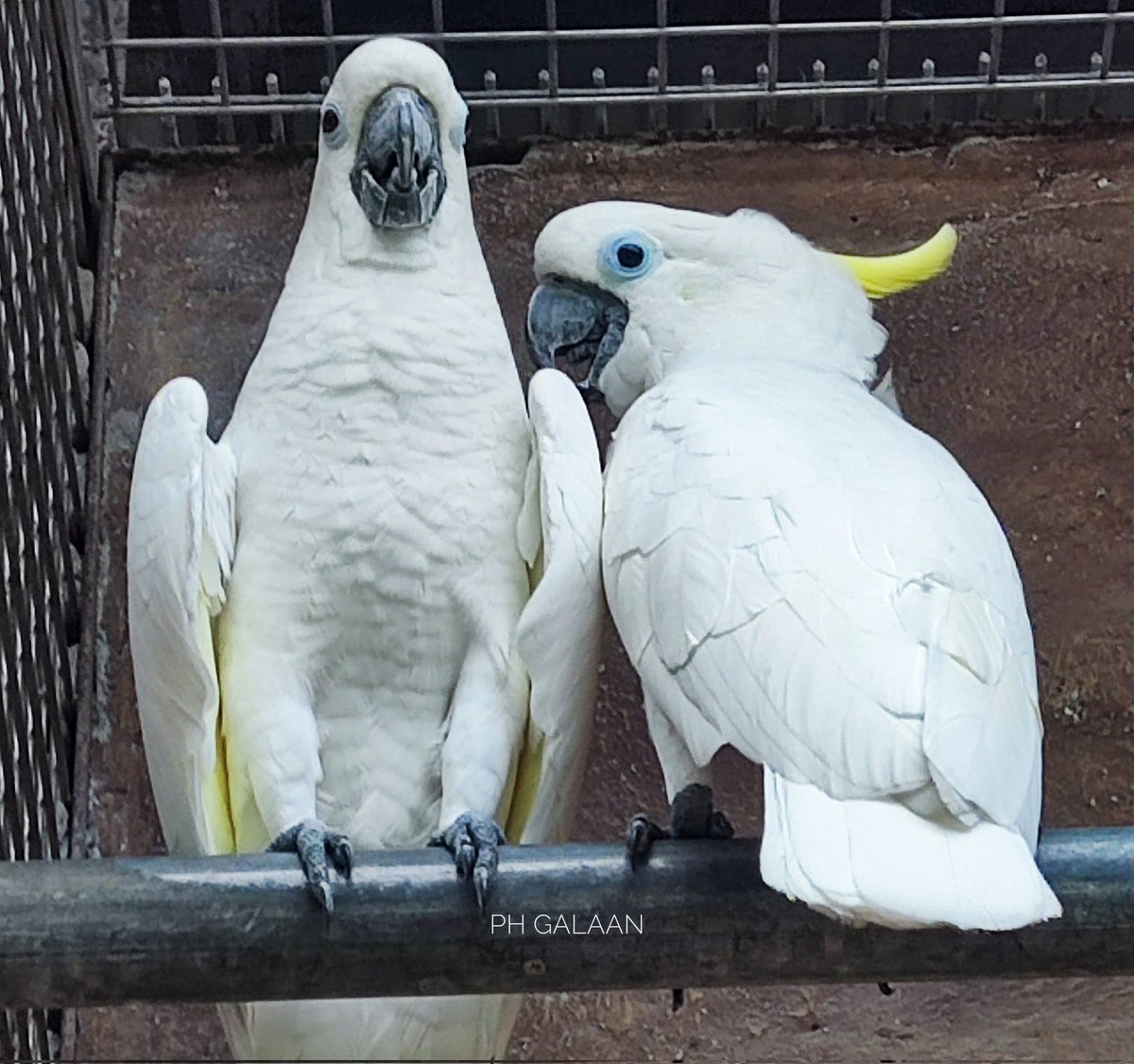 phgalaan's tweet photo. Colorful wings and cheerful chirps! 🦜✨ Meet the amazing birds of Clark Safari and Adventure Park! https://t.co/dQFapOCHeh  #clarksafariandadventurepark https://t.co/mVPAm3jrYZ